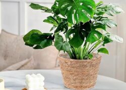 3 PCS Plant